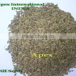 Dill Seed / Anthem Graveolens / Suwa thumbnail-2