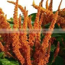 RED QUINOA thumbnail-2