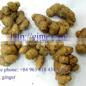 High Quality Fresh Black Ginger thumbnail-2