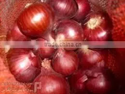 Brand New Onion thumbnail-2