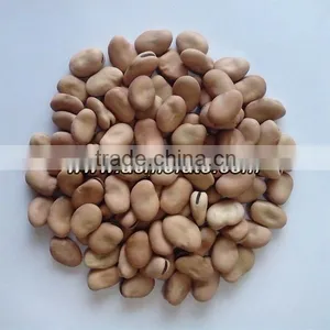 Popular Products Dry Broad Beans thumbnail-2