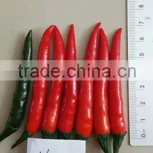Hybrid F1 Red Hot Chili Seeds For Sale-Bright Sunshine thumbnail-2