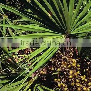 GMP Natural High Quality Saw Palmetto Extract/Saw Palmetto Extract Powder/Fatty Acid thumbnail-2