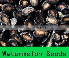 Black Small Watermelon Seeds thumbnail-1