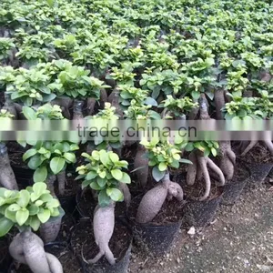 Ficus Microcarpa Live Plant Ginseng Bonsai thumbnail-2