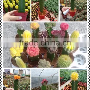 Chamaecereus Sylvestri F.variegatus Cactus Plants thumbnail-3