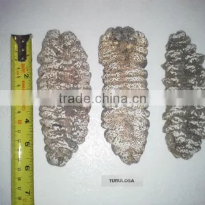 Isostichopus Fuscus thumbnail-6