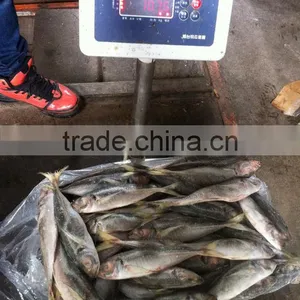 22cm+ Frozen Horse Mackerel (Trachurus Japonicus) thumbnail-1