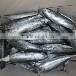 Bonito Tuna thumbnail-5