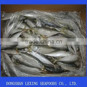 Frozen Good Quality BQF Horse Mackerel thumbnail-1