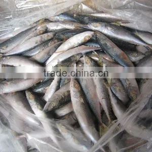 Frozen Pacific Mackerel for Bait 16-18pieces/kg New Coming thumbnail-1