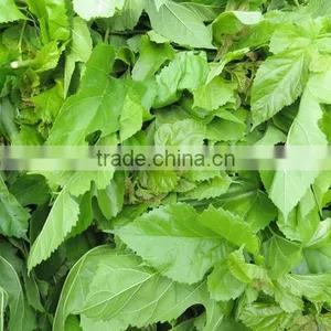 Natural and Good Quality Qualite Azawad Health Benefits Chunmee Green Tea Mulberry Tea With Hight Quality Made in Japan thumbnail-4