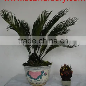 Cycas Bonsai Nursery thumbnail-1