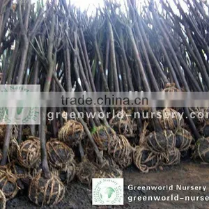 Prunus Cerasifera Rootball D5cm thumbnail-1