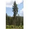 Pine Tree Tower thumbnail-1
