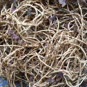 Herbal Medicine Houttuynia thumbnail-5