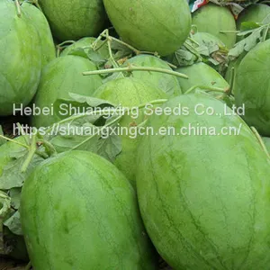 Big Pearl Light Green Hybrid Watermelon Seed thumbnail-3