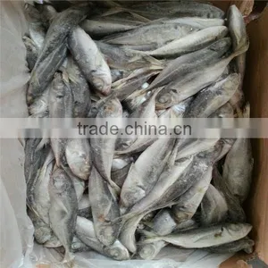 Sea Frozen 100-150g Horse Mackerel or Sacd From China thumbnail-3
