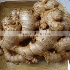 Fresh Ginger Grade 1 thumbnail-1