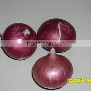 Onion From Nasik,India thumbnail-4