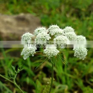 Ammi Majus ,Lace Flower , Ammi Majus Linn.,flower Seed,herb Seed,vegetalbe Seed,fruit Seed,grass Seed thumbnail-2
