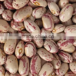 Speckled Kidney Beans With Hige Quality for Sale thumbnail-6