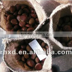 Large Quantity Natural Healthy Chestnut thumbnail-5