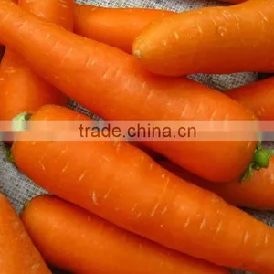 New Crop Chinese High Quality Fresh Carrot for Sale / Boil Carrots / to Make Carrot Cake thumbnail-4