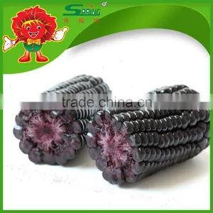 Sweet Yellow Corn/yellow Corn Price Yellow Corn for Human Consumption thumbnail-3
