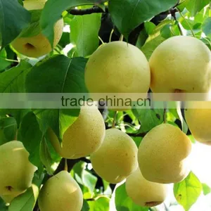 New Crop of Fresh ya Pear for Bulk Purchase thumbnail-3