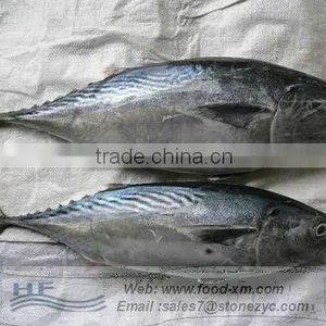 Small and Big Bonito Fish With Prices thumbnail-1