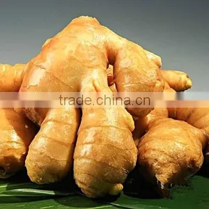 Ginger thumbnail-6