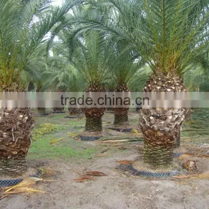 Wholesale Outdoor Ornamental Decrotive Landscaping Phoenix Canariensis Palm Trees Plants thumbnail-5