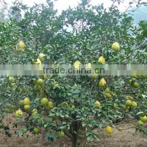 Pomelo, Shaddock Tree Seedlings thumbnail-6