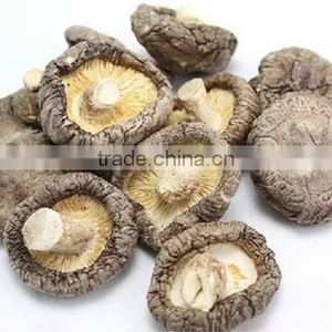 Fresh Shiitake Mushroom /high Quality Xianggu for Sale thumbnail-4