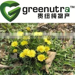 Dandelion Extract, Taraxacum Officinale Extract, Flavone thumbnail-1