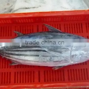 Frozen Skipjack Tuna thumbnail-2