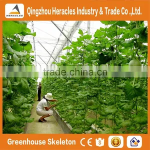 Heracles Trade Assurance Agricultural Greenhouse for Tomato thumbnail-4