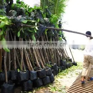 Ficus Altissima Landscaping Plants for Tropical Area thumbnail-1