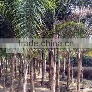 Syagrus Romenzoffianum Outdoor Plants thumbnail-1