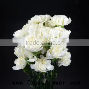 Fragrant Aroma Crazy Selling Anthurium Flowers Flower Pots Wholesale Snow White for Wedding Decoration From Kunming thumbnail-3