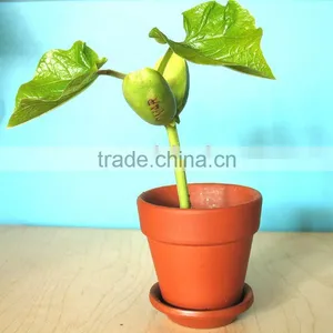 Porcelain Pot Magic Bean thumbnail-1