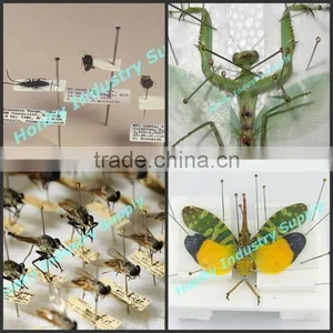 Laboratory Supplies 7 Sizes Resin Heads Taxidermy Insect Pin For Making Specimen thumbnail-6