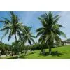Palm Tree Tower thumbnail-1