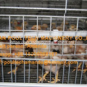 Tanzania Poultry Farm Chicken Shed A Frame Automatic Pullet Cage & Small Chicken Cage Equipment With Drinking & Feeding System thumbnail-1