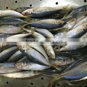 Frozen Mackerel Fish Equus Lacertus With Size 90 - 110 g / Pcs thumbnail-5