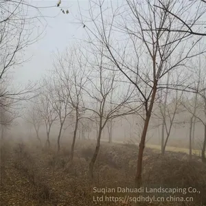 in 2020, the Price of a Chinese Tallow Tree With a Trunk Diameter of 10 Centimeters is 220 Yuan per Tree. Chinese Tallow Tree Base for Street Trees thumbnail-3