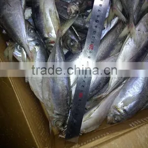 20cm+ Whole Round Frozen Horse Mackerel thumbnail-1