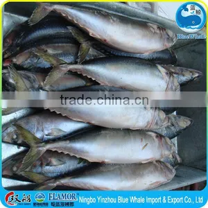 Frozen Pacific Mackerel 300g thumbnail-5