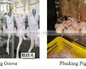 Scalding and de Feathering thumbnail-1